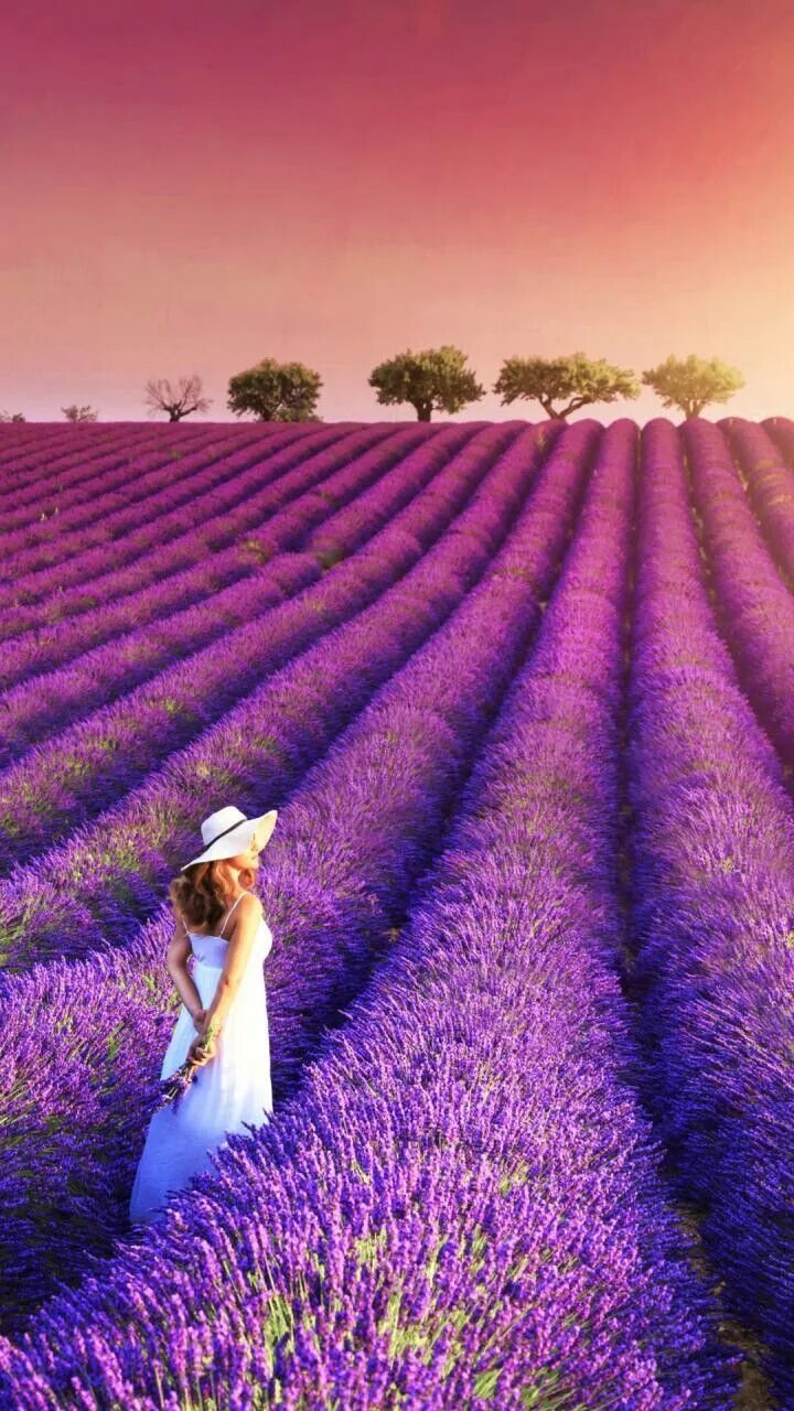 Поле лаванды фото хорошего Lavender Fields Of France #Travel #BeautifulPlaces #HiddenPlaces #NaturalWonders