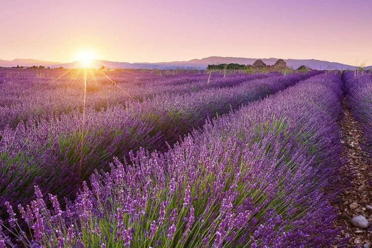 Поле лаванды фото хорошего French photographer Aurélien Billois Lavender fields photography, Lavender field