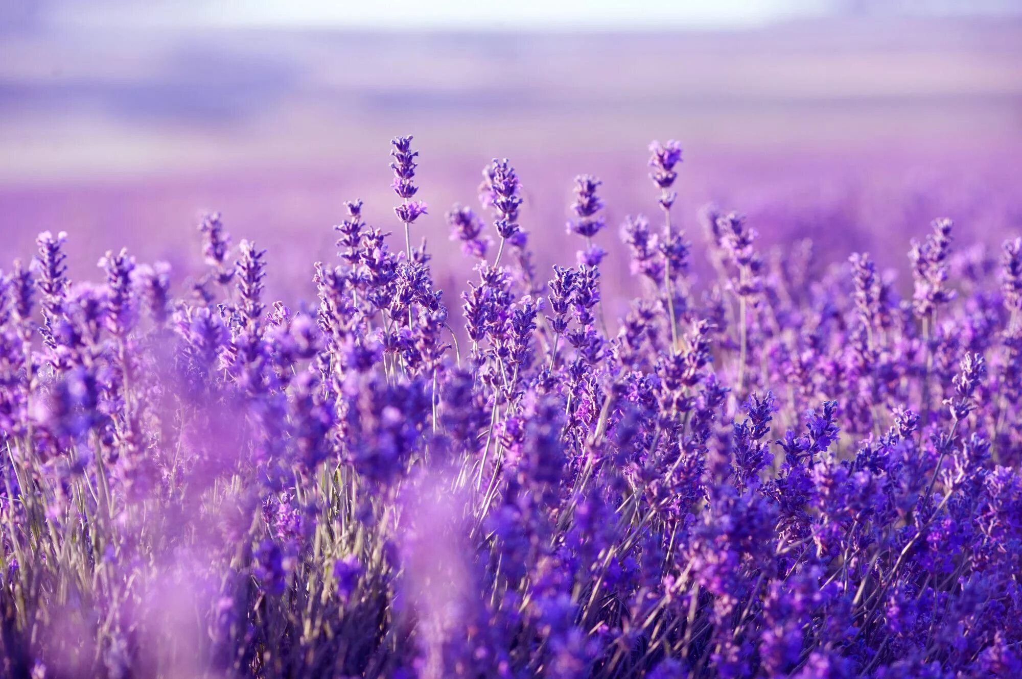 Поле лаванды фото хорошего Lavender Wallpapers High Quality Download Free Purple flowers, Lavender, Lavende