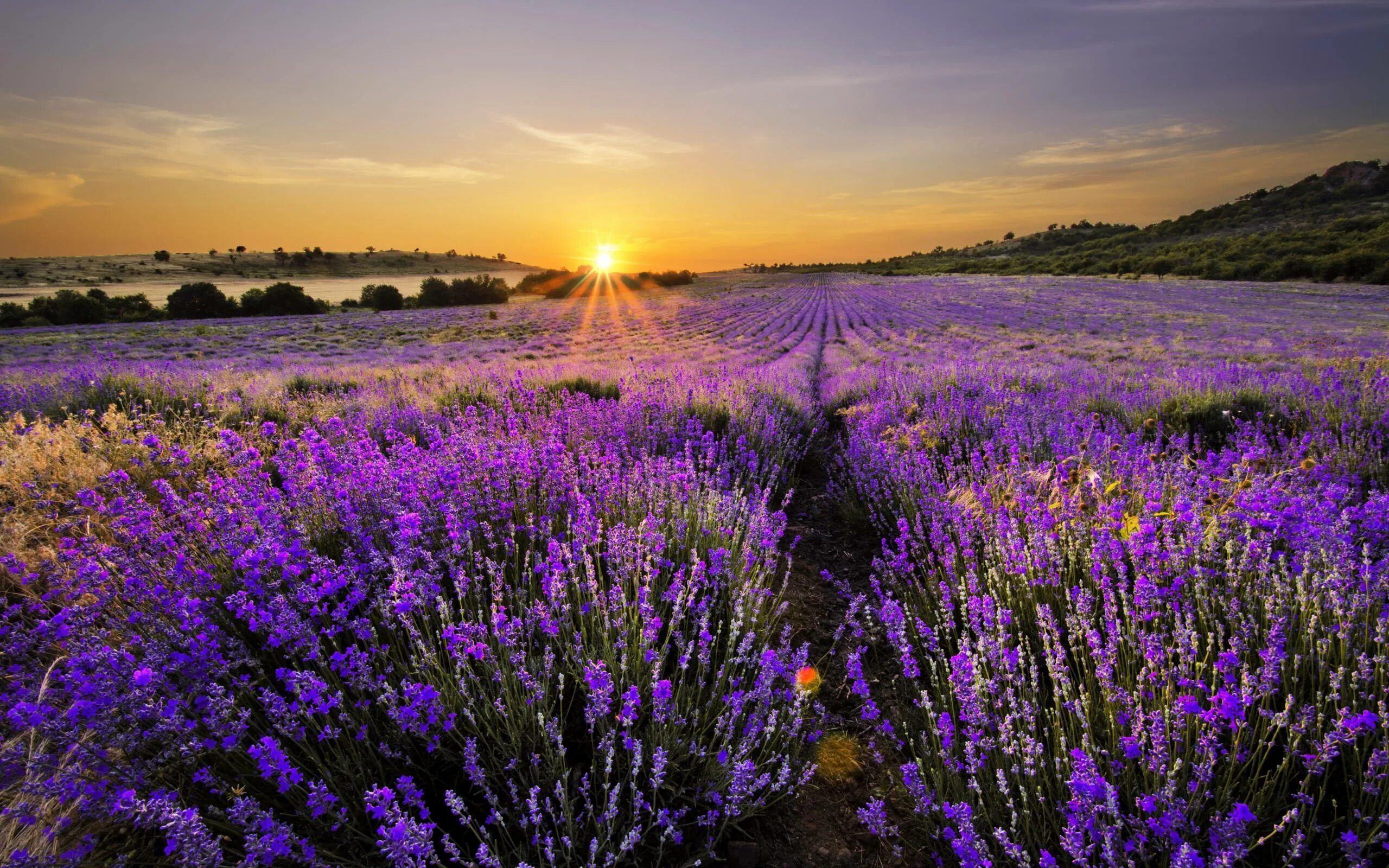 Поле лаванды фото хорошего качества 300+ Flower Field Backgrounds page 6 Wallpapers.com