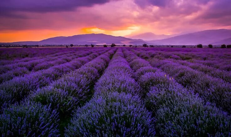 Поле лаванды фото хорошего качества Lavender field Lavender fields, Field wallpaper, Landscape photography