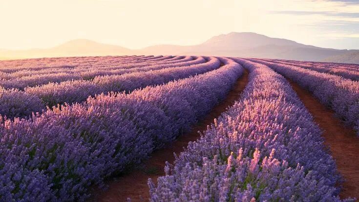 Поле лаванды фото хорошего качества Los campos de lavanda en México que tienes que visitar si amas estas flores Camp