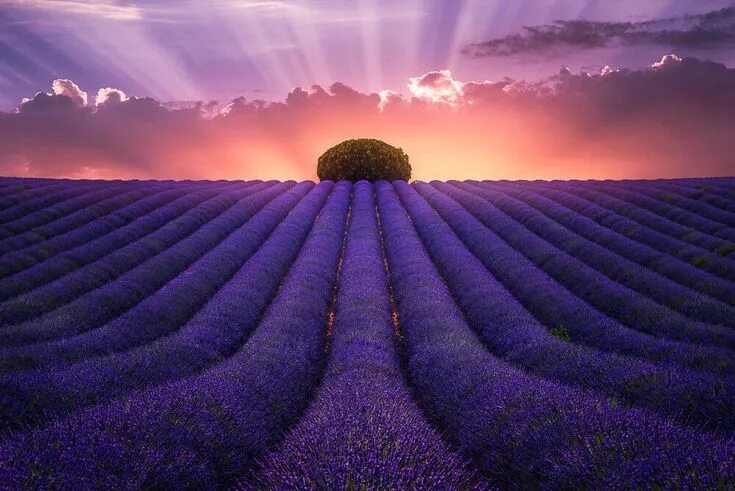 Поле лаванды фото хорошего качества Pin on Природы чудные мгновенья Photography, Cool pictures, Lavender fields