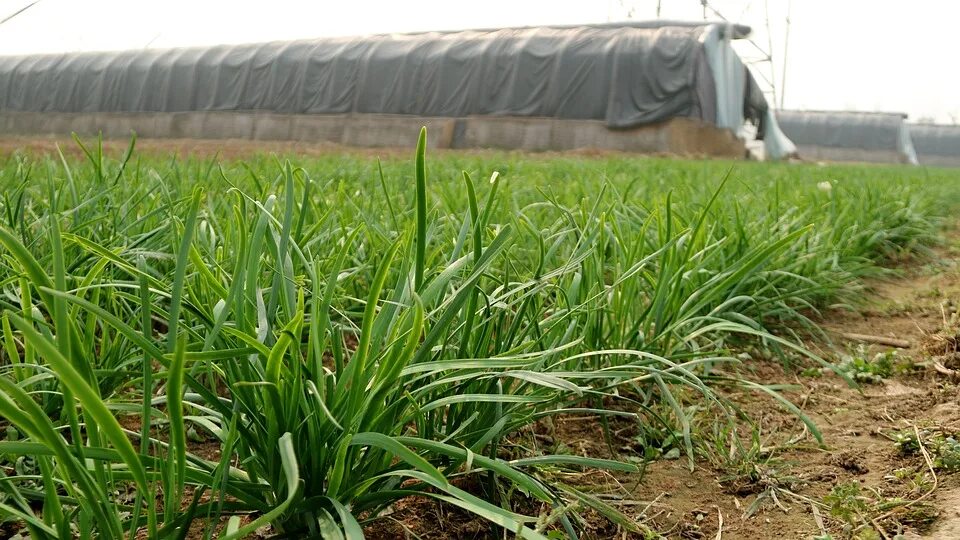 Поле лука фото Framed Art for Your Wall Fresh Vegetables Material Vegetable Field Chives 10x13 