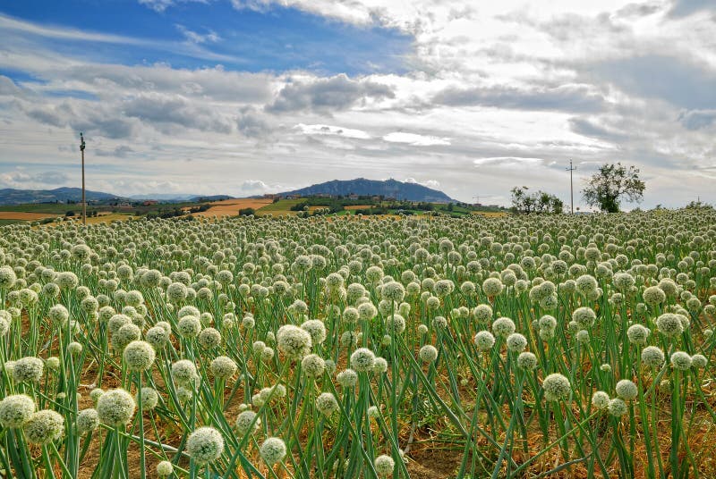 Поле лука фото Field of onion stock photo. Image of background, outdoor - 37243046