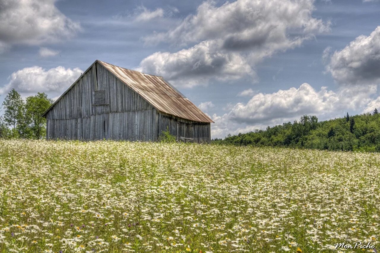 Поле любительское фото Picture Nature Meadow