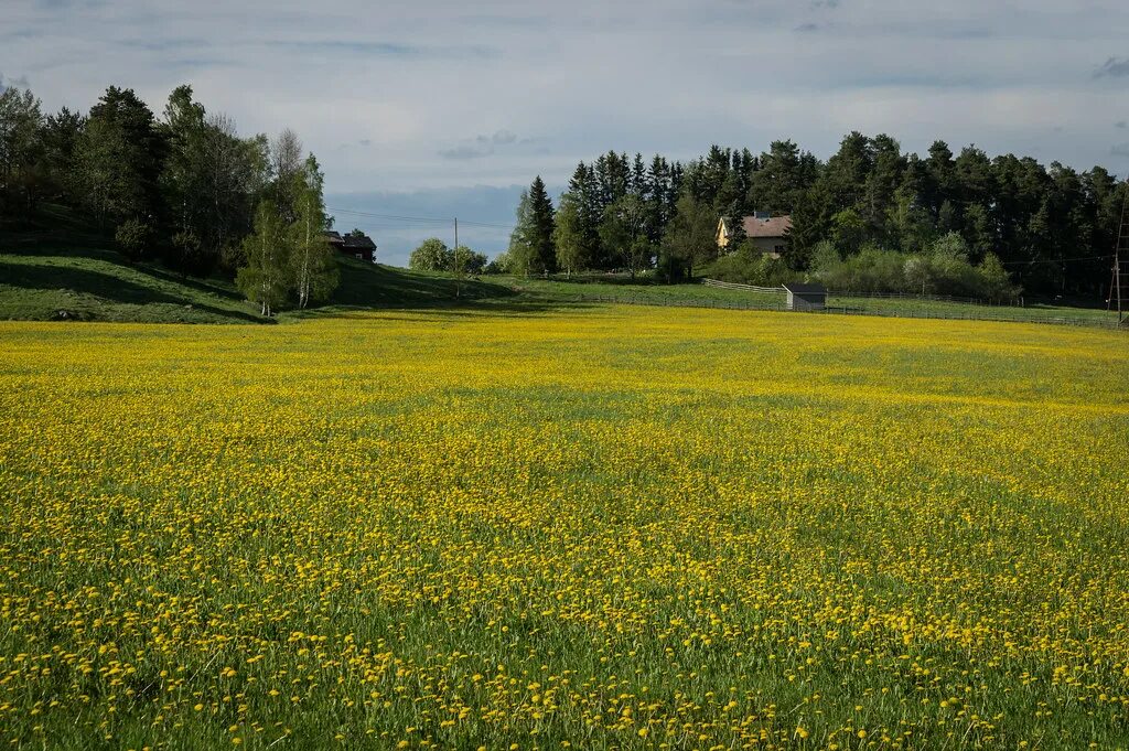 Поле любительское фото Dandelions A whole field of dandelions. Should have brough. Flickr