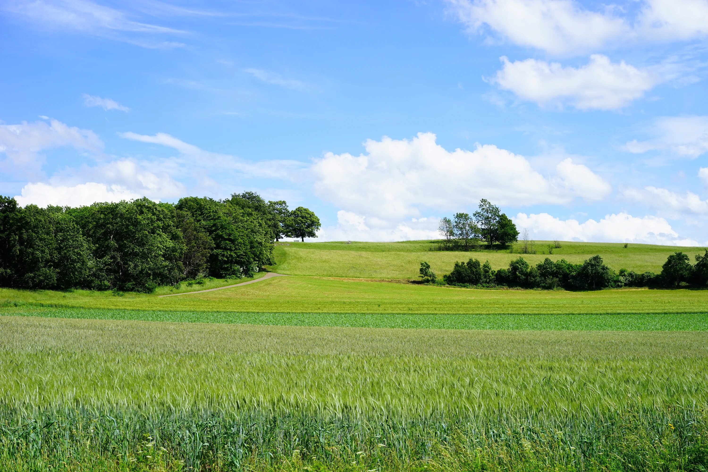 Поле любительское фото Free Images : landscape, tree, nature, forest, horizon, plant, sky, farm, lawn, 