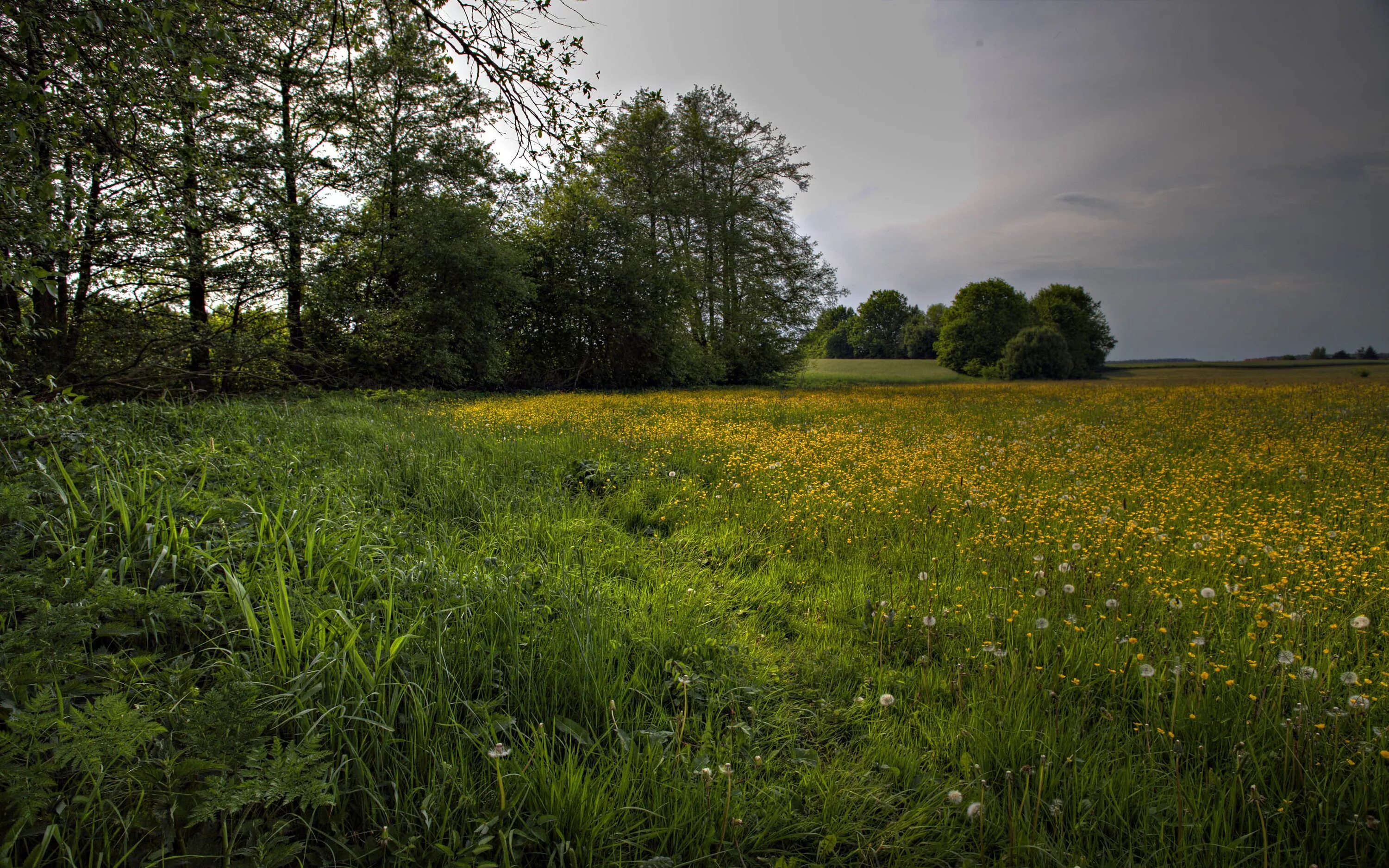 Поле любительское фото Wallpaper : sunlight, trees, landscape, forest, flowers, nature, field, clouds, 