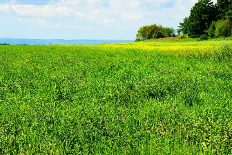 Поле люцерны фото Alfalfa field in bloom stock image. Image of alfalfa - 27368517