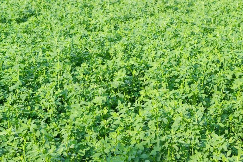 Поле люцерны фото 411 Alfalfa Plantation Stock Photos - Free & Royalty-Free Stock Photos from Drea