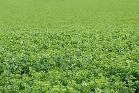 Поле люцерны фото 8,554 ЛУЧШИЕ Farming Alfalfa ИЗОБРАЖЕНИЯ, СТОКОВЫЕ ФОТО И ВЕКТОРНЫЕ ОБЪЕКТЫ Adob