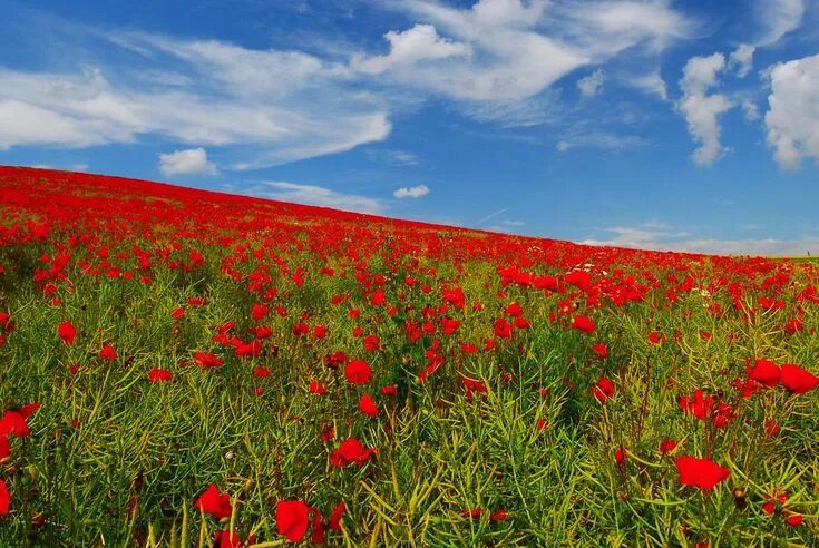 Поле маков фото красивые Poppies (July Souvenir - Le champ de coquelicots) Explored Field wallpaper, Popp