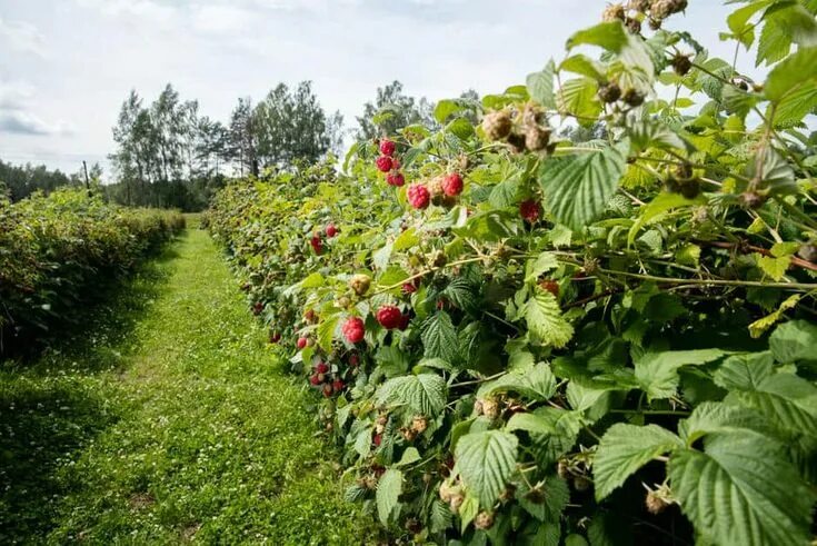 Поле малины фото How To Prune Raspberries For A Bumper Harvest Year After Year Pruning raspberrie