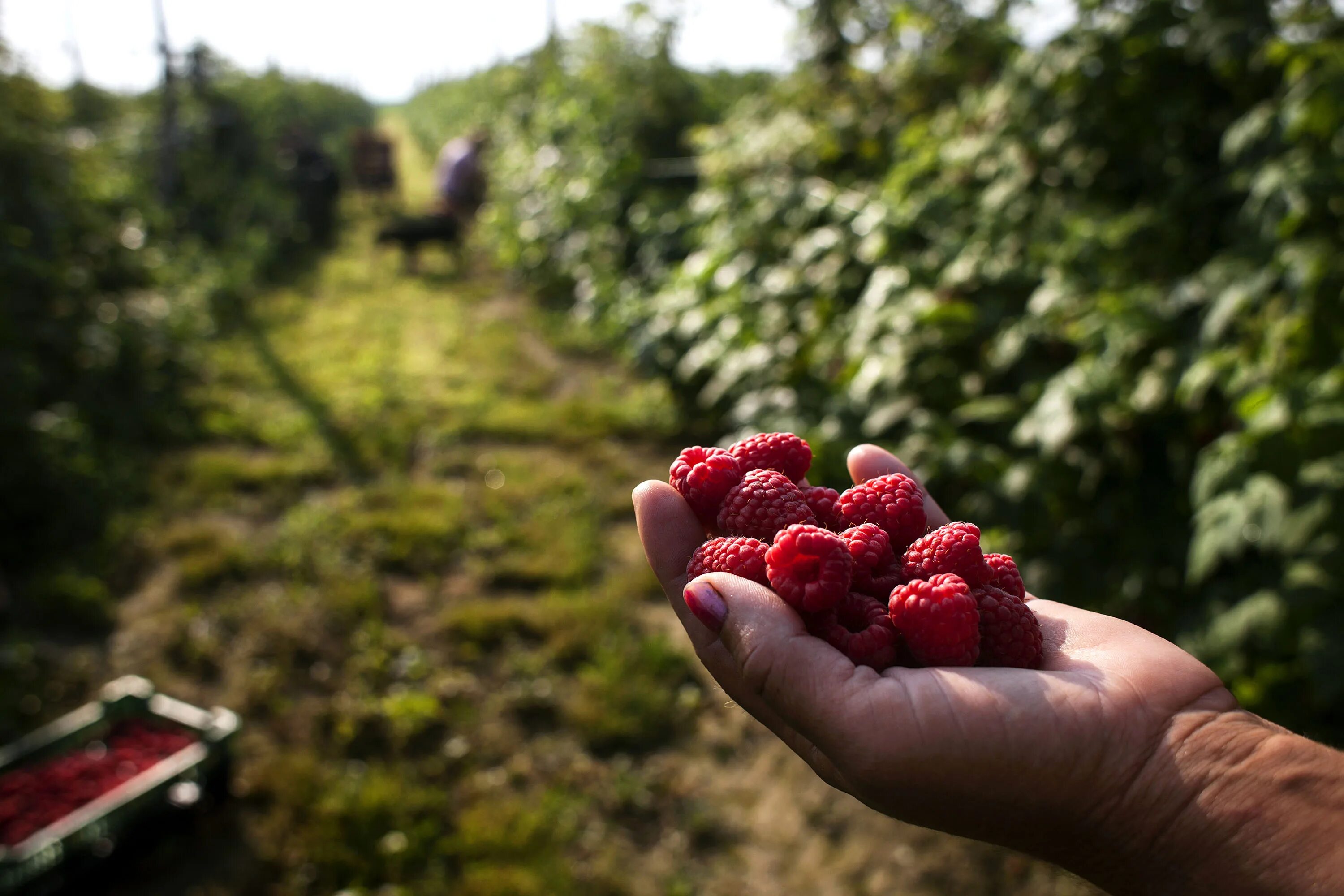 Поле малины фото Geographical indication to sweeten the deal for Serbian producers Support to Inv