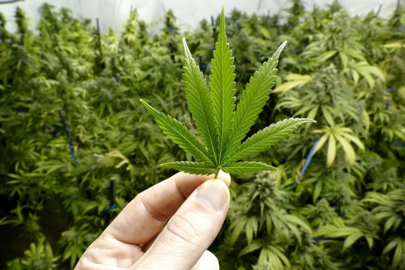 Поле марихуаны фото Stock Markets Rise as Marijuana Stocks Show New Signs of Life The Motley Fool