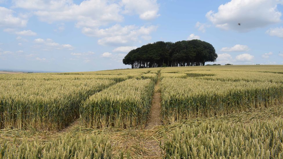 Поле найти по фото England's crop circle controversy - BBC Travel