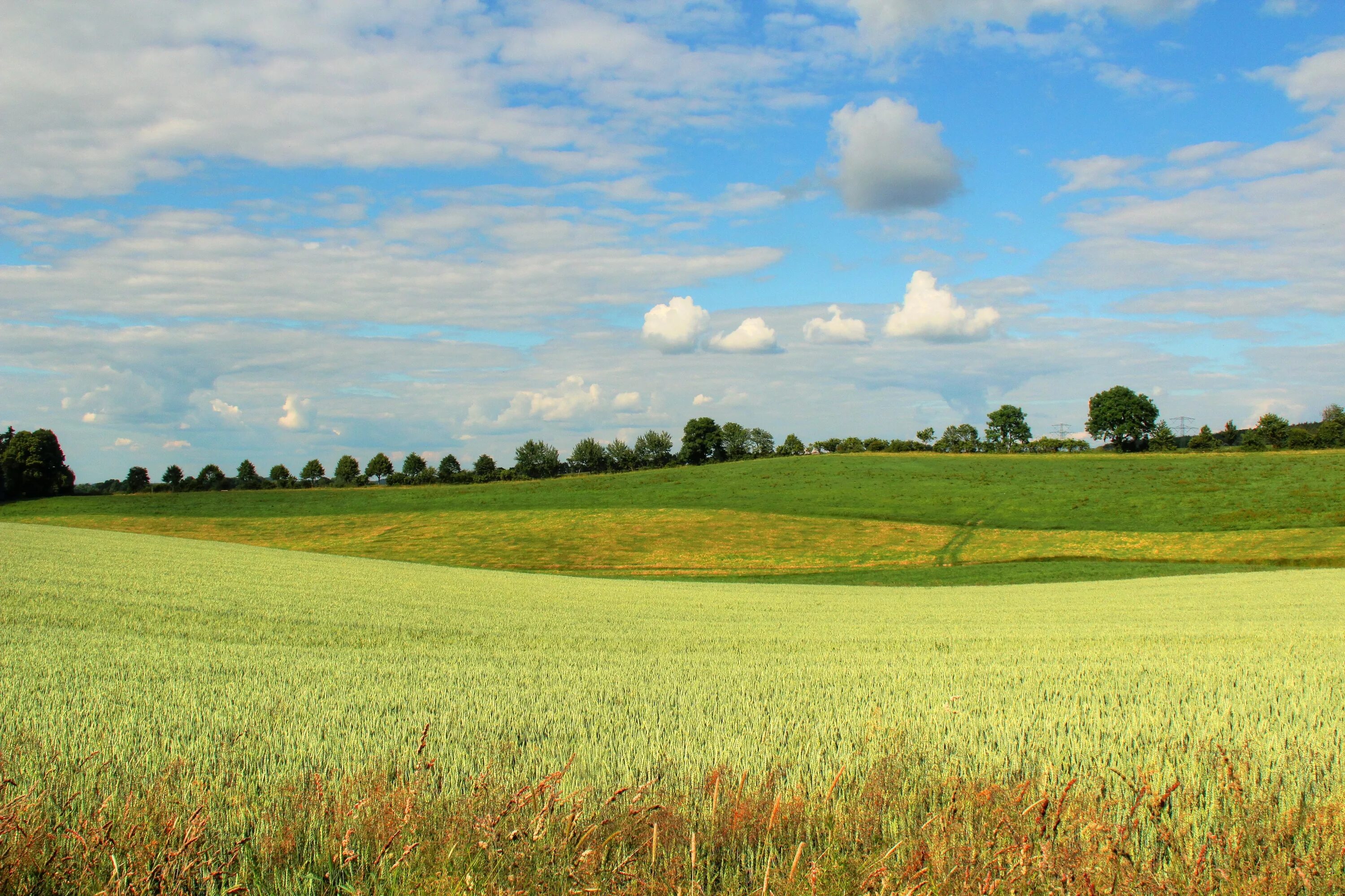 Поле найти по фото Free Images : landscape, horizon, marsh, cloud, plant, sky, farm, lawn, meadow, 