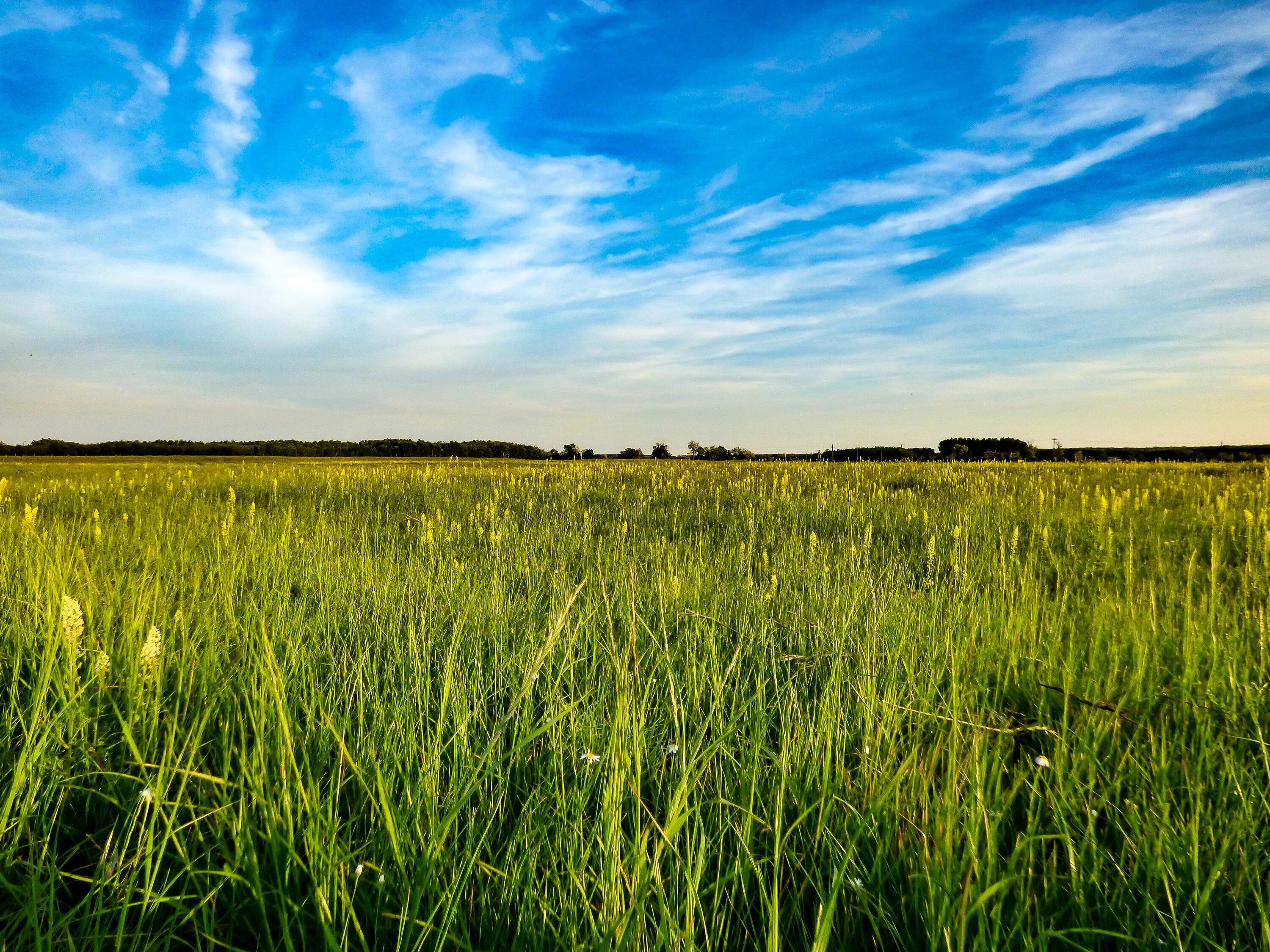 Поле найти по фото Blue sky over the field free image download