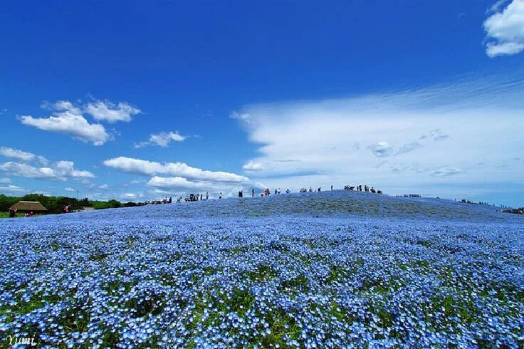 Поле незабудок фото Chevachuxía: Parque Hitsujiyama, Japón Matahari