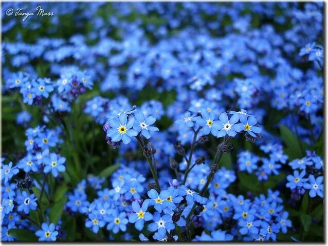 Поле незабудок фото Forget Me Not. Low growing. Shade loving First flowers of spring, Forget me not,