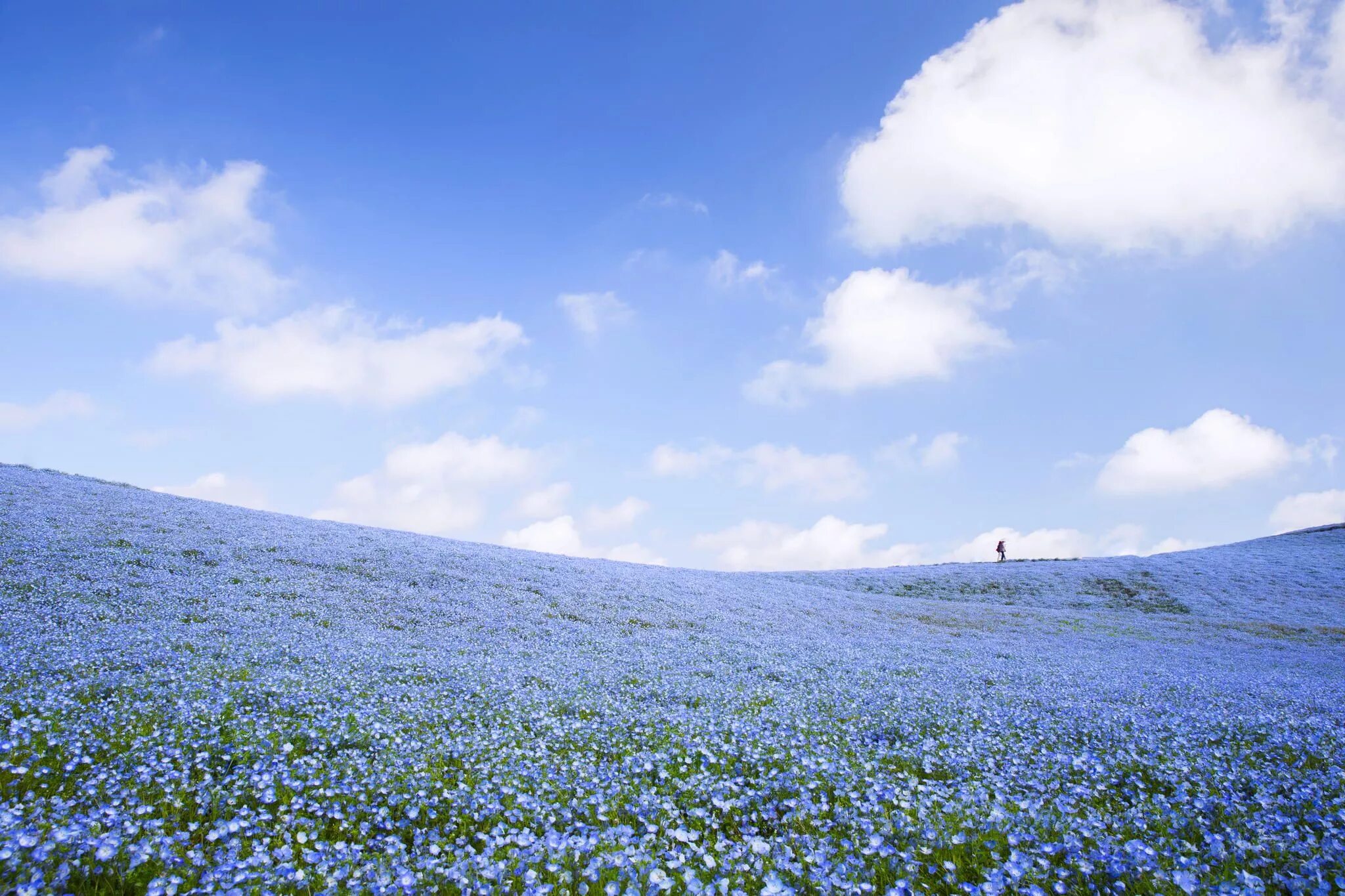 Поле незабудок фото Carpet of blue by ituki kadiwara 500px Hitachi seaside park, Seaside park, Free 