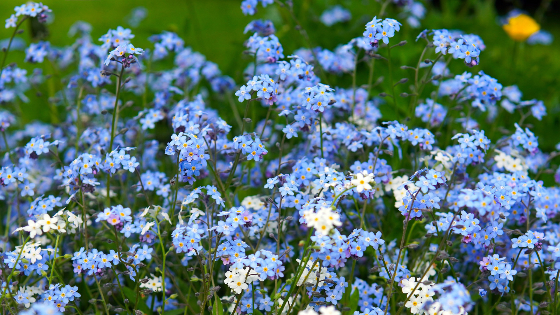 Поле незабудок фото Download wallpaper flowers, glade, spring, blue, a lot, forget-me-nots, section 