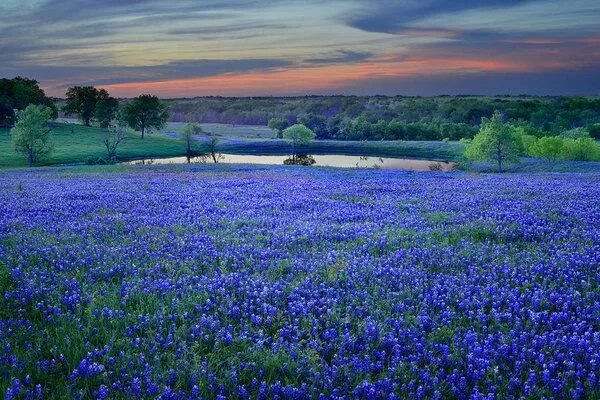 Поле незабудок фото Bluebonnet Lake Vista Texas Sunset - Wildflowers landscape flowers pond Art Prin