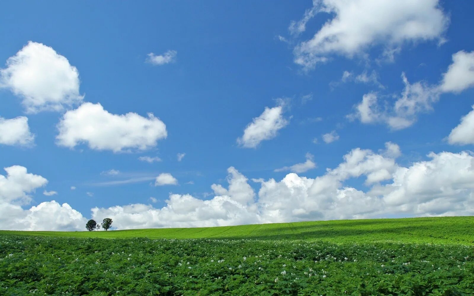 Поле облака фото Wallpaper : sunlight, trees, landscape, hill, nature, sky, field, road, horizon,