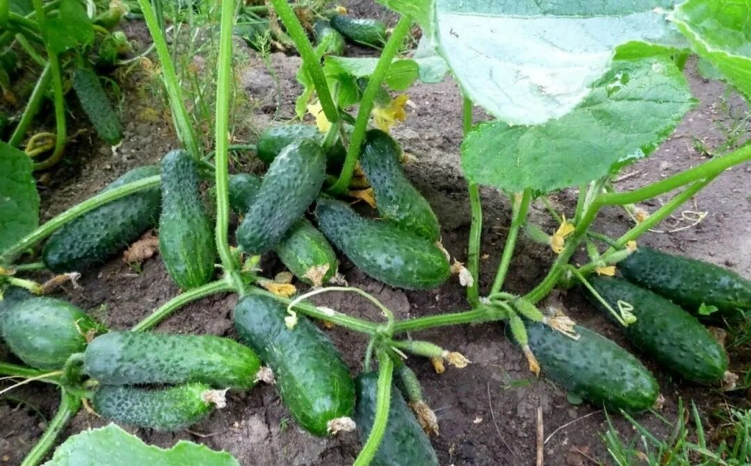 Amazing Agriculture Technology, Plant and Harvest Cucumbers in The Net House, Ha