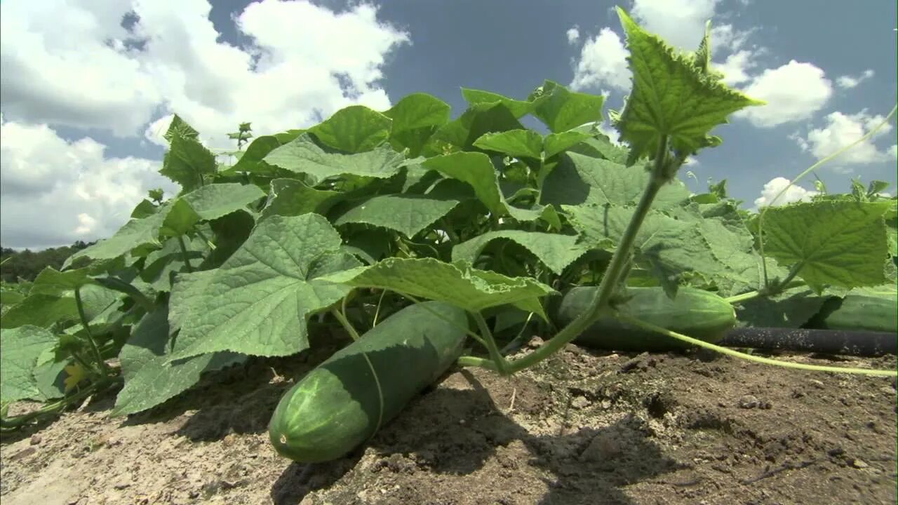 Поле огурцов фото Cucumbers Growing - YouTube