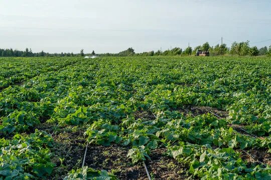 Поле огурцов фото Юг Field Юг Изображения: просматривайте стоковые фотографии, векторные изображен