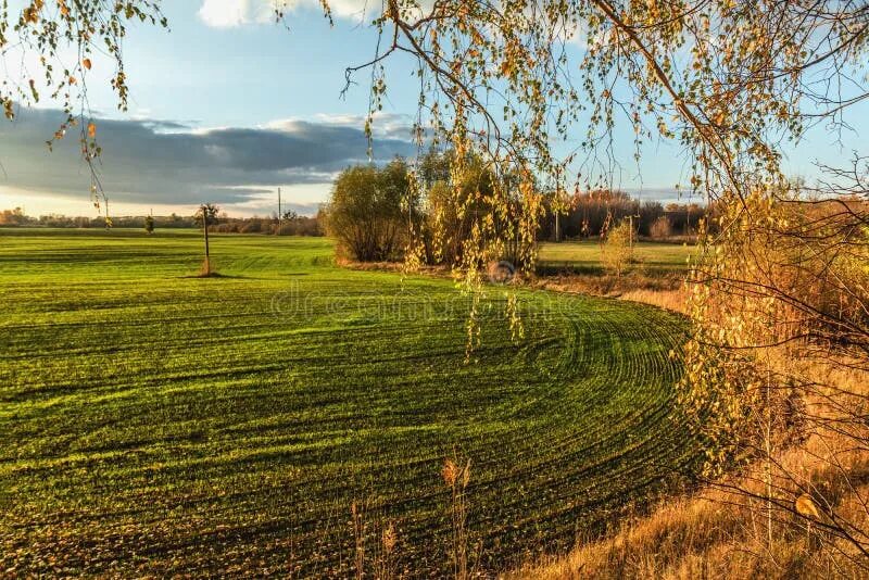 Поле осенью фото Winter Wheat Field at Sunset in the Fall Stock Photo - Image of charming, evenin