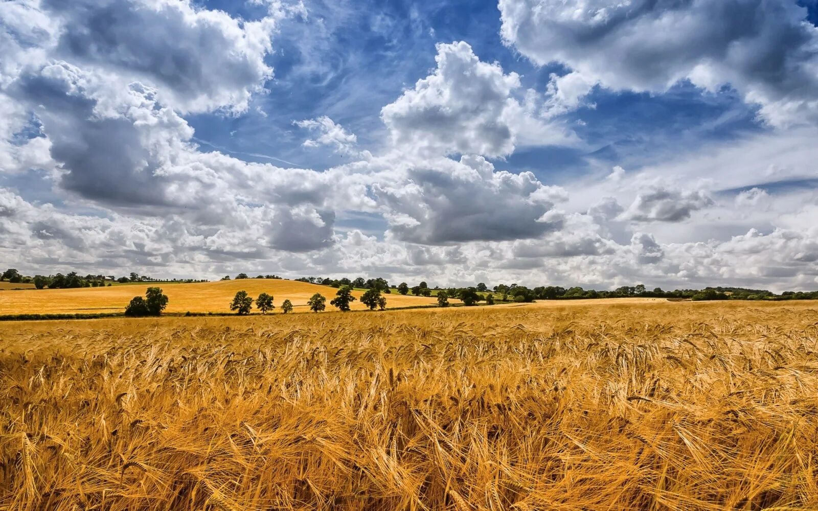 Поле пейзаж фото Wallpaper : landscape, food, nature, sky, field, horizon, wheat, steppe, cloud, 