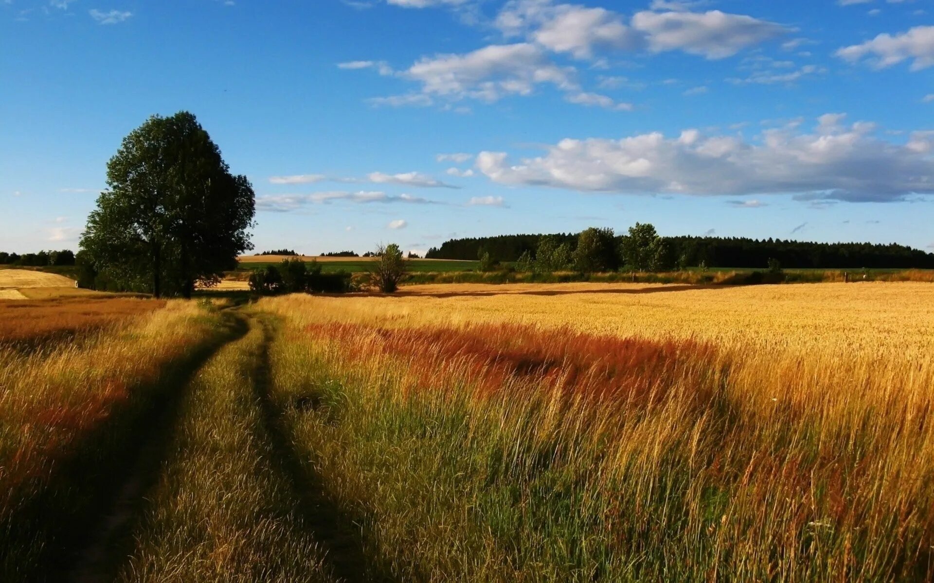 Поле пейзаж фото пшеница, рожь, поле, дорога, дерево Country roads, Seasons of the year, Farmland