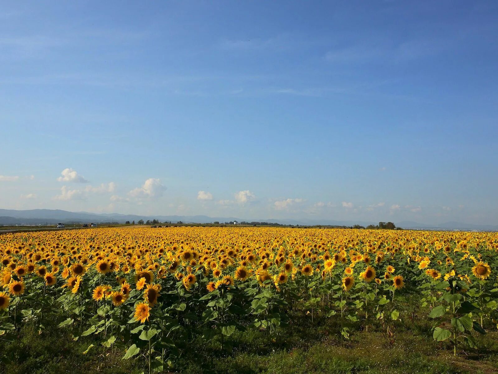 Поле подсолнухов фото Download wallpaper 1600x1200 sunflowers, grass, sky, summer standard 4:3 hd back