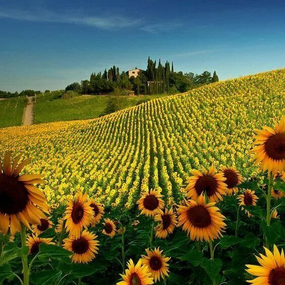 Поле подсолнухов фото Sunflowers in Tuscany Beautiful places, Beautiful nature, Valley of flowers