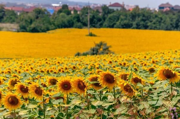 Поле подсолнухов фото реальные Кавминводы. 2023 Пятигорск ▃ ▅ █ ▅ ▃ Солнечный ВКонтакте