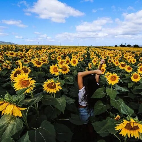 Поле подсолнухов фото реальные Pin by Giovanna Basso on Pic ideas Sunflower field pictures, Sunflower photograp