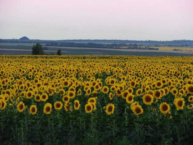 Поле подсолнухов фото реальные Фото жизнь - Галина Нефедова - корневой каталог - Подсолнуховое поле.