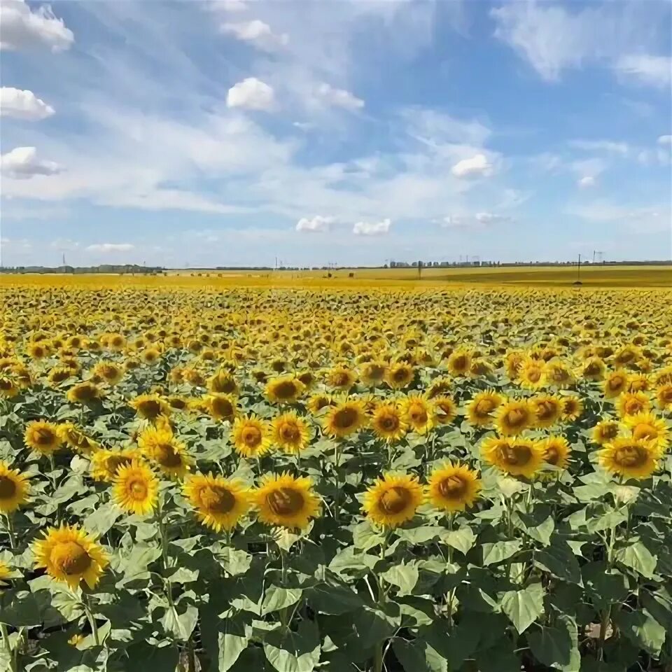 Поле подсолнухов фото реальные Участок 44,42 га (СНТ, ДНП) на продажу в Моргаушах Продажа земельных участков в 