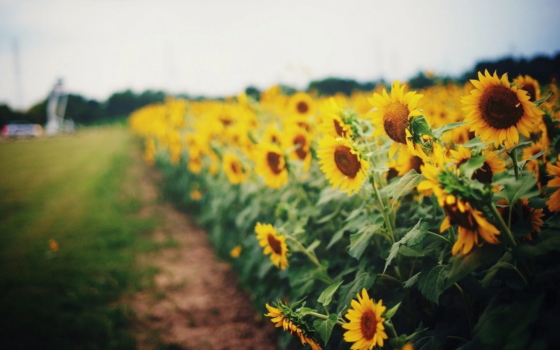 Поле подсолнухов фото реальные Wallpaper : sunlight, nature, grass, field, yellow, autumn, leaf, flower, sunflo