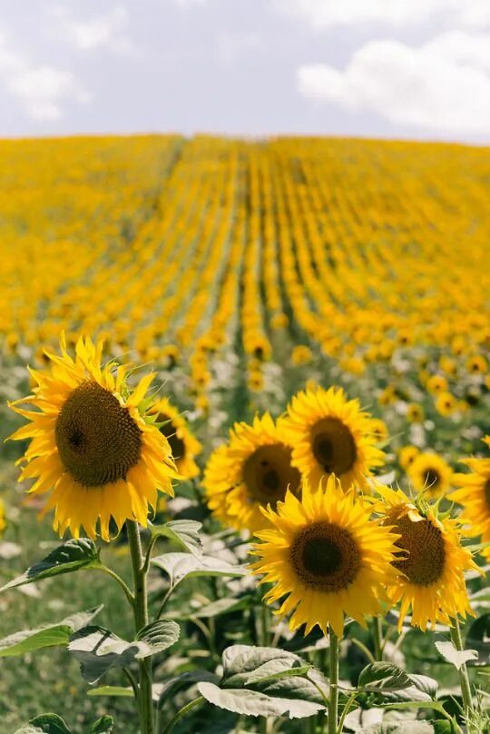 Поле подсолнухов фото реальные Patterson Maker Miller Sunflower fields, Flowers nature, Sunflower pictures