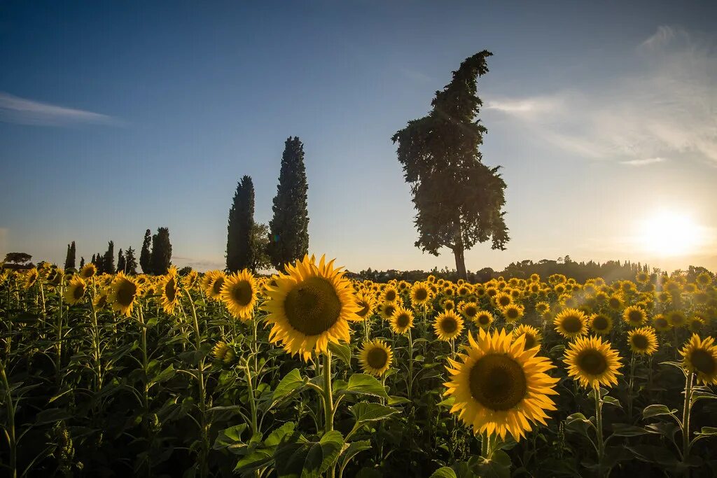 Поле подсолнухов фото в хорошем качестве Italia Summer 14 Flickr