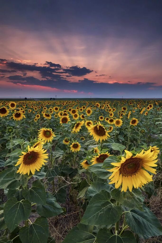 Поле подсолнухов фото в хорошем качестве ❀ ✿ ❀ ✿ ❀ Sunflower fields, Sunflower photography, Sunflower wallpaper