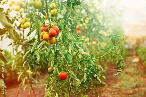 Поле помидоров фото Tomato plantation. Stock Photo Adobe Stock