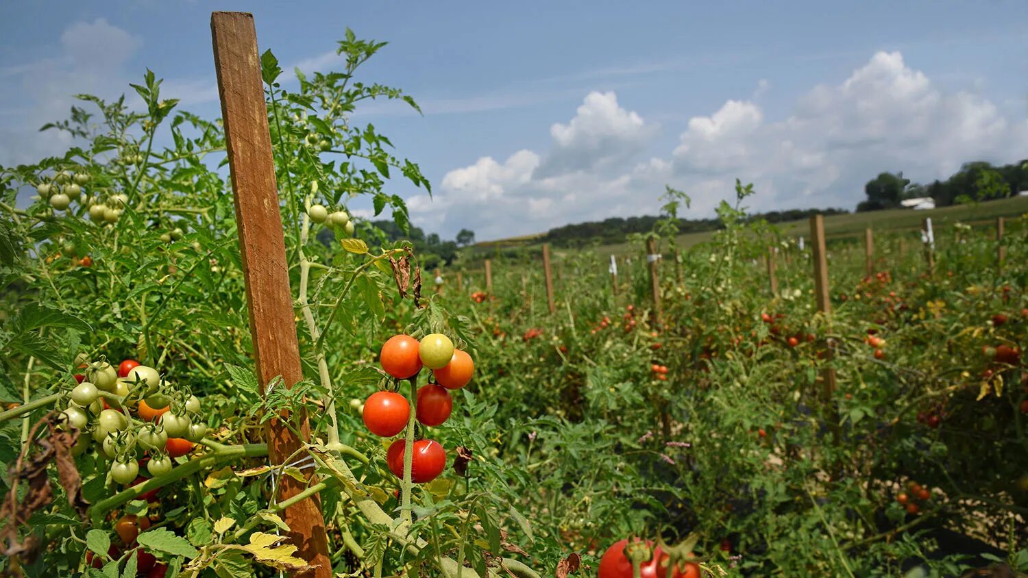 Поле помидоров фото Mountain Horticultural Crops Research Station - College of Agriculture and Life 