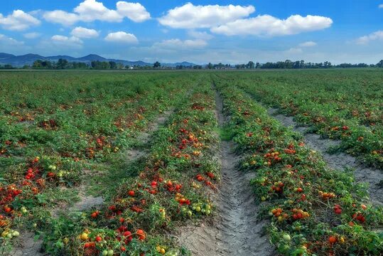 Поле помидоров фото Tomato Field Images - Browse 751 Stock Photos, Vectors, and Video Adobe Stock