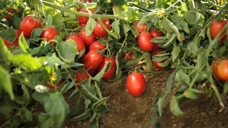 Поле помидоров фото Пин на доске greenhouse Кустарники, Выращивание томатов, Растения