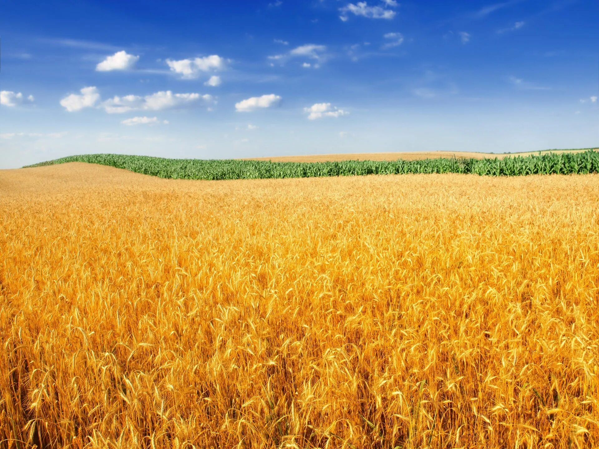 Поле пшена фото 1920x1440 wheat field desktop backgrounds wallpaper Field wallpaper, Wheat field